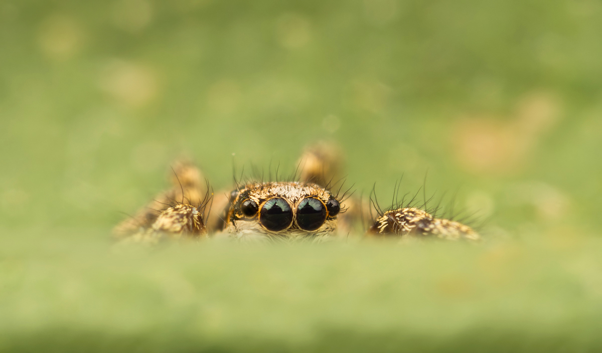 Jumping Spider - Sitticus pubescens 5